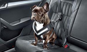 Thuê Xe Chở Thú Cưng